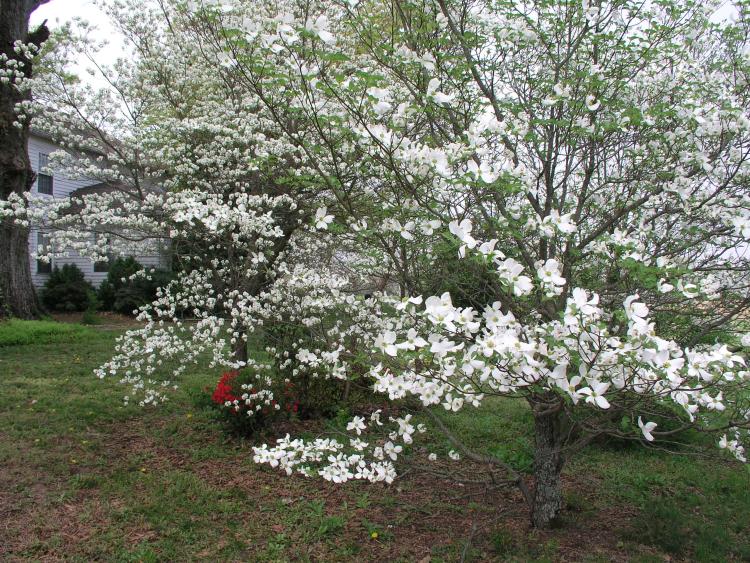 Dogwood on the north side of Reed home
