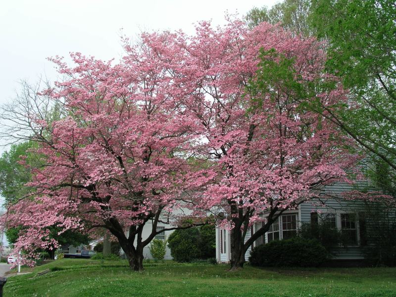 Pink Dogwoods in Dyer