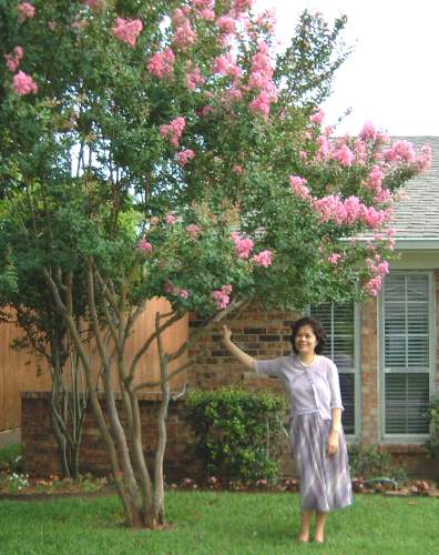 Ai Yueh fell in love with the crepe myrtles