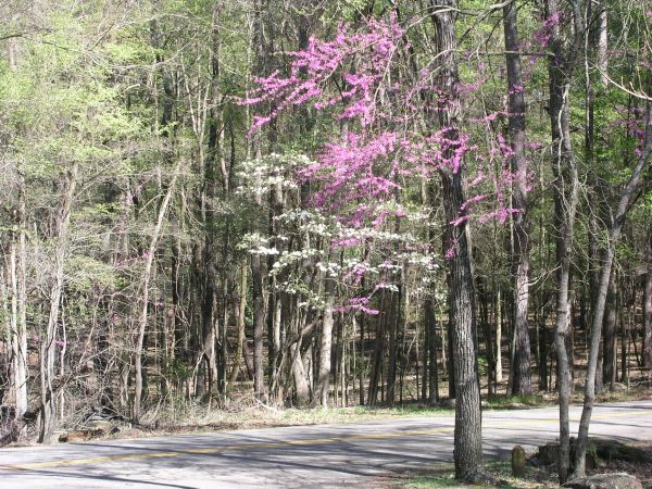 Redbud and Dogwood in Tyler State Park