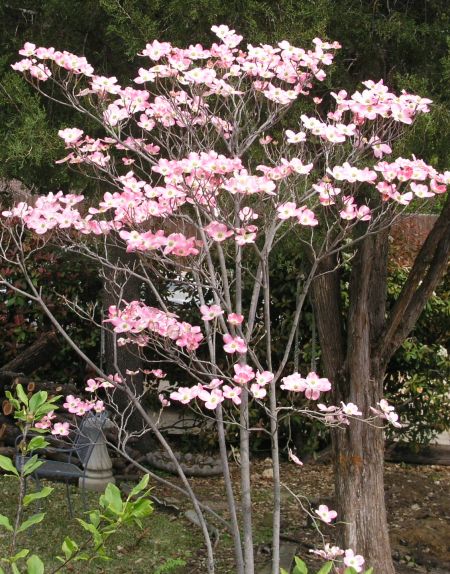Our own pink dogwood tree