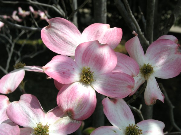 Blooms on our pink dogwood