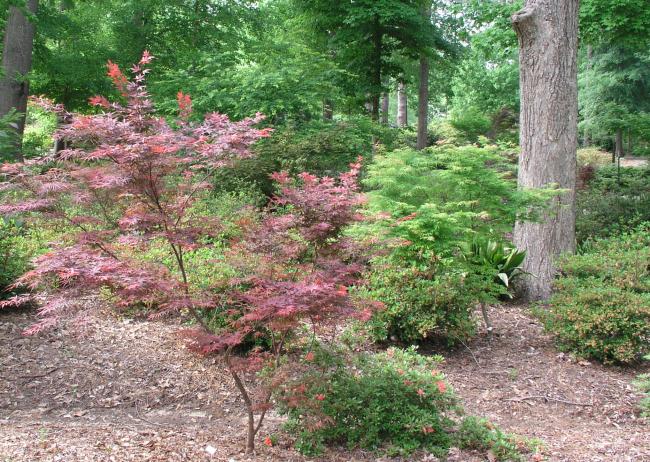 Japanese Maple