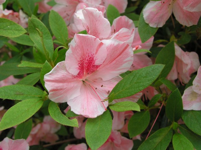 A pink rhododendron