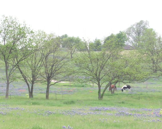 Horses graze amongst the bluebonnets and paintbrush