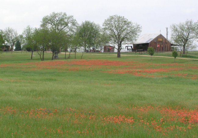 Paintbrush along Sugar Ridge road near Bristol