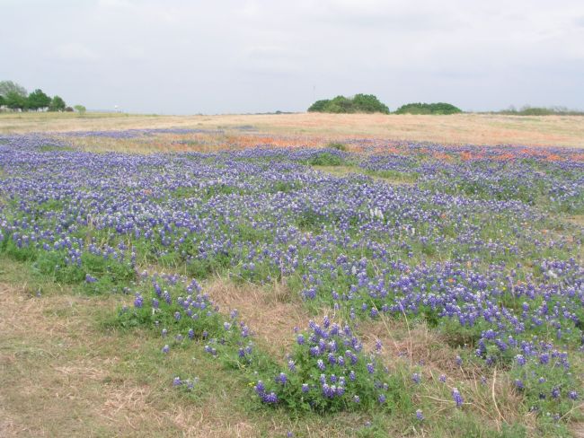 Bluebonnet and paintbrush along road side