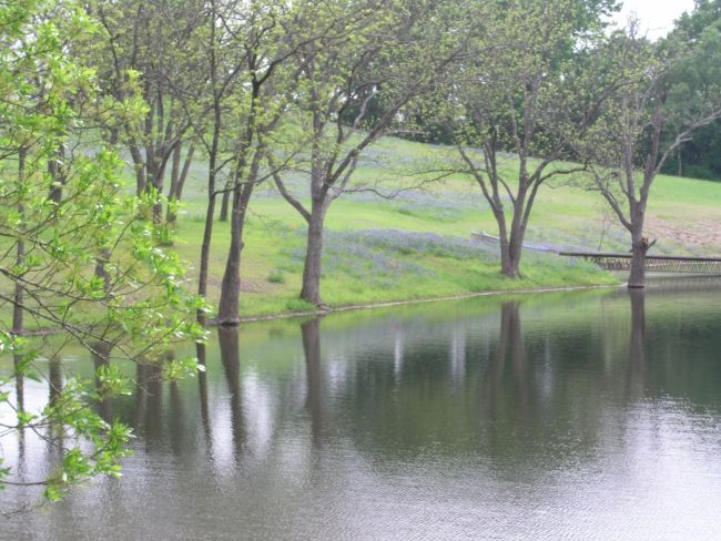 Streamside bluebonnets