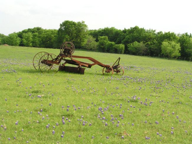 Sparse bluebonnets