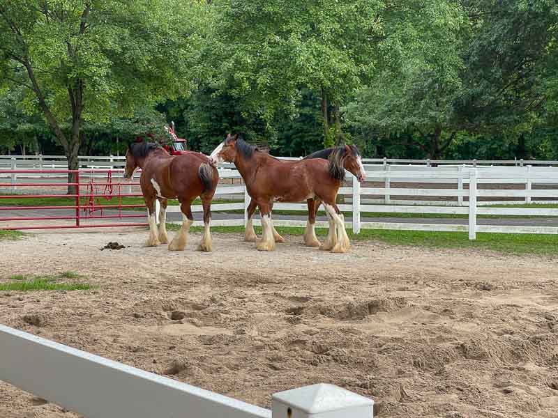 Three of the Budweiser Clydesdales