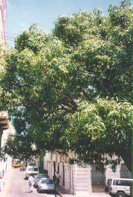 That, my friend, is a Mango Tree!