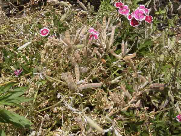 Bluebonnets gone to seed - with a few Sweet Williams still blooming