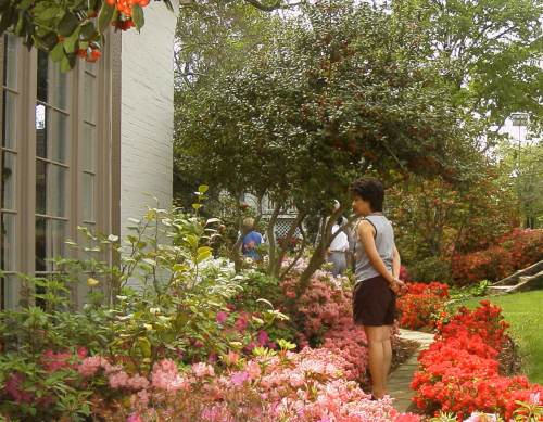 Tyler Dobb street home's Azalea garden
