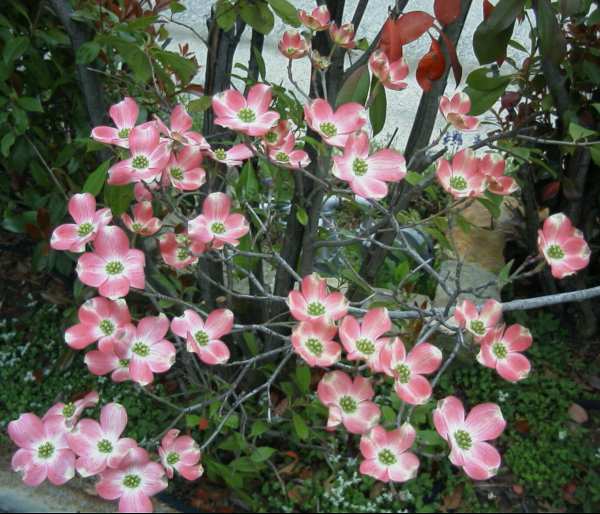 Our Pink Dogwood is particularly showy this year!