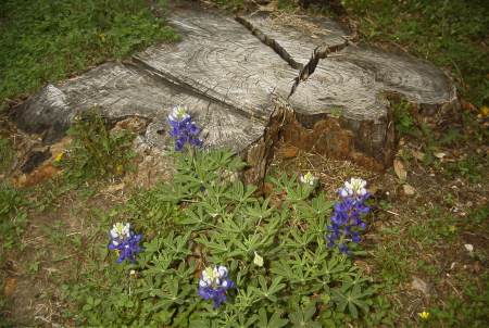 Bluebonnets are kind'a sparse this year!