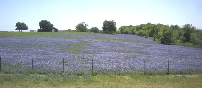 The hills are covered with bluebonnets down Ennis Way