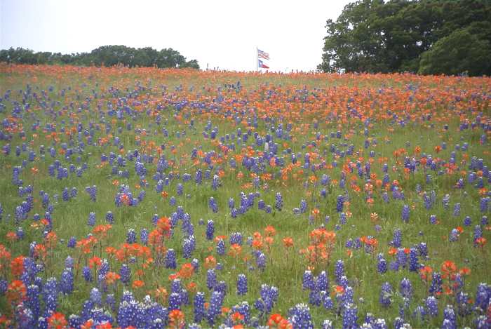 Texas Red White and Blue