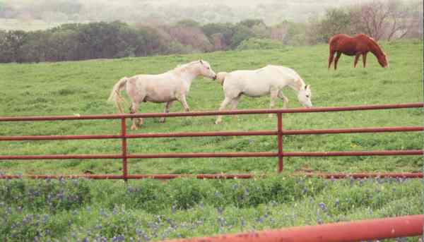 Horses near Bristol, TX