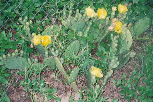 Prickley pear in bloom at a secret site in Richardson