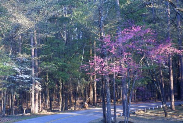 It's Spring in East Texas!