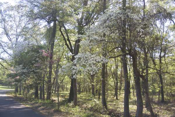 Davey Dogwood Park, Palestine, TX