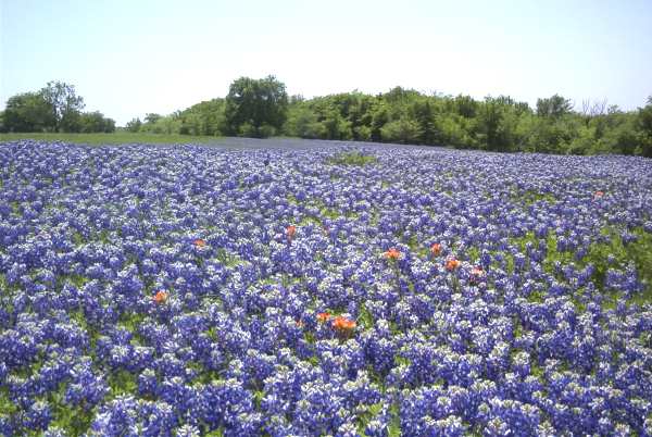 A sea of bluebonnets with an occasional paintbrush.